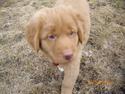 Nova scotia duck tolling retriever Rufus