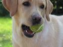 Labrador retriever Freja