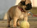 Mops Must Have Angelina Jolie