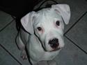 Amerikansk bulldog chano