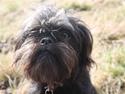 Griffon belge Alvin