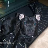 Staffordshire bull terrier Chino
