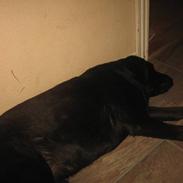 Labrador retriever Thais