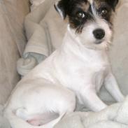 Jack russell terrier Wilmas Abbie