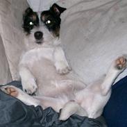 Jack russell terrier Wilmas Abbie