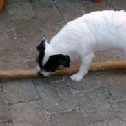 Jack russell terrier Wilmas Abbie