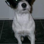 Jack russell terrier Wilmas Abbie