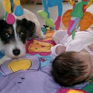 Jack russell terrier Wilmas Abbie