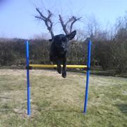 Blanding af racer Joey