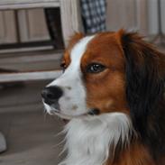 Kooikerhondje Tagas Max