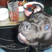 Staffordshire bull terrier Chino