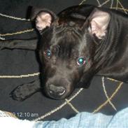Staffordshire bull terrier Chino
