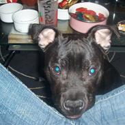 Staffordshire bull terrier Chino