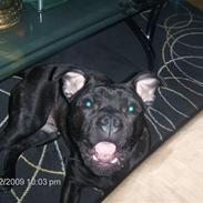 Staffordshire bull terrier Chino