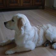 Golden retriever Edicea (Zicha)