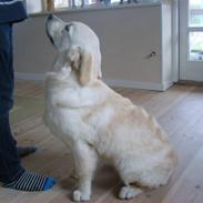 Golden retriever Edicea (Zicha)