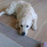 Golden retriever Edicea (Zicha)