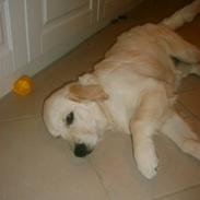 Golden retriever Edicea (Zicha)