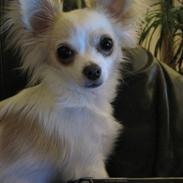Chihuahua Charlie