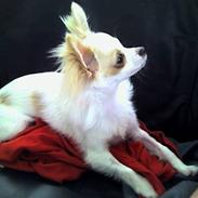 Chihuahua Charlie