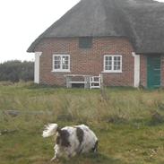 Engelsk springer spaniel Luna 