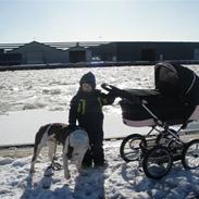 Renascence Bulldogge ozzi