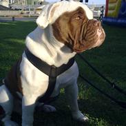 Renascence Bulldogge ozzi