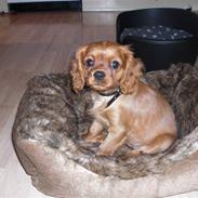 Cavalier king charles spaniel Mandalina Kelly