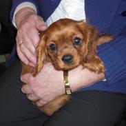 Cavalier king charles spaniel Mandalina Kelly