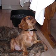 Cavalier king charles spaniel Mandalina Kelly