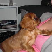 Cavalier king charles spaniel Mandalina Kelly