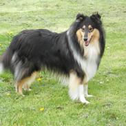 Collie langhåret Aengus