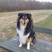 Collie langhåret Aengus