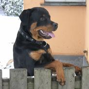 Rottweiler Zakoda Eikco<3