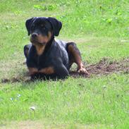 Rottweiler Zakoda Eikco<3