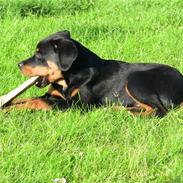 Rottweiler Zakoda Eikco<3