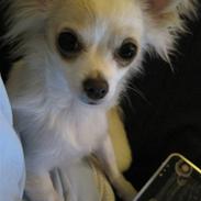 Chihuahua Charlie
