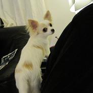 Chihuahua Charlie