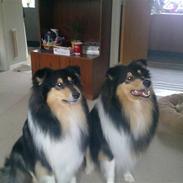 Collie langhåret Aengus