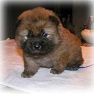 Chow chow TrisseVonMontasio 