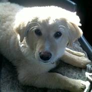 Golden retriever Simba