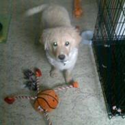 Golden retriever Simba