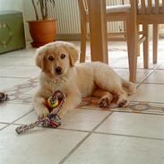 Golden retriever Simba