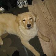 Golden retriever Simba