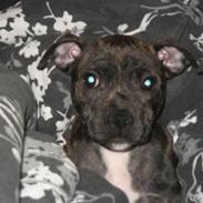 Staffordshire bull terrier Cashmere