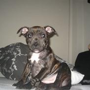 Staffordshire bull terrier Cashmere
