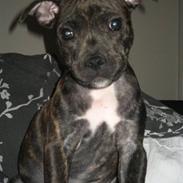 Staffordshire bull terrier Cashmere
