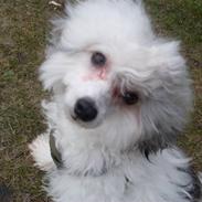 Chinese crested powder puff Verner