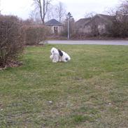 Chinese crested powder puff Verner