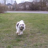 Chinese crested powder puff Verner